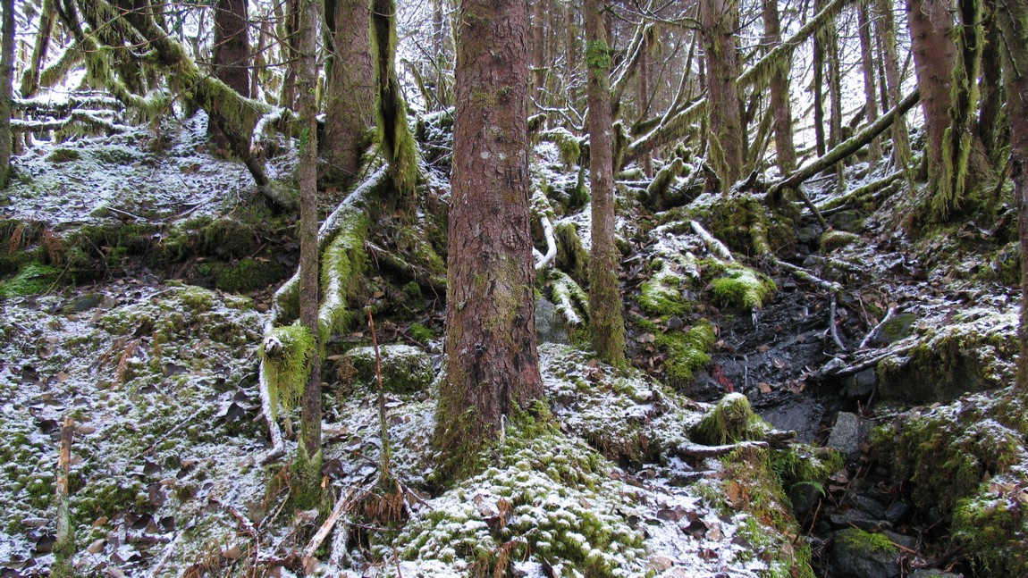 East Glacier Loop Trail