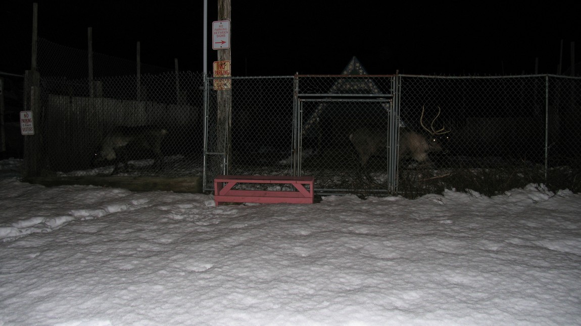 Pet reindeer