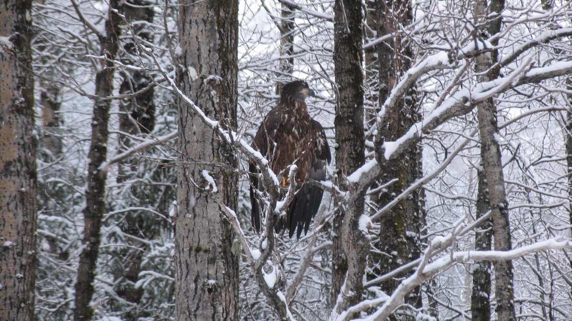 Young bald eagle
