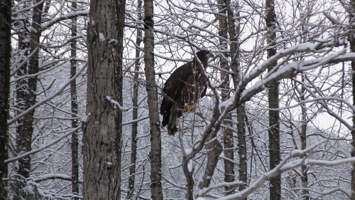 Young bald eagle