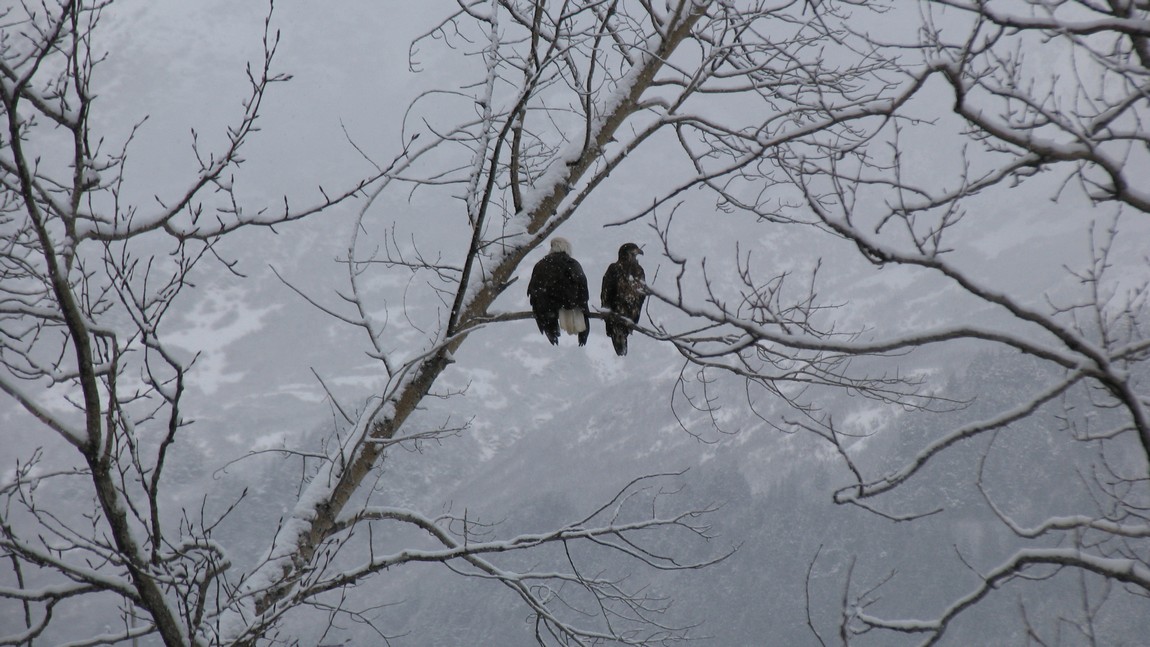 Bald eagles