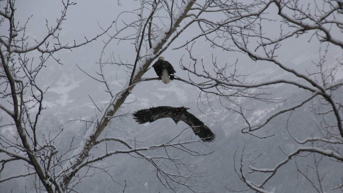 Bald eagles
