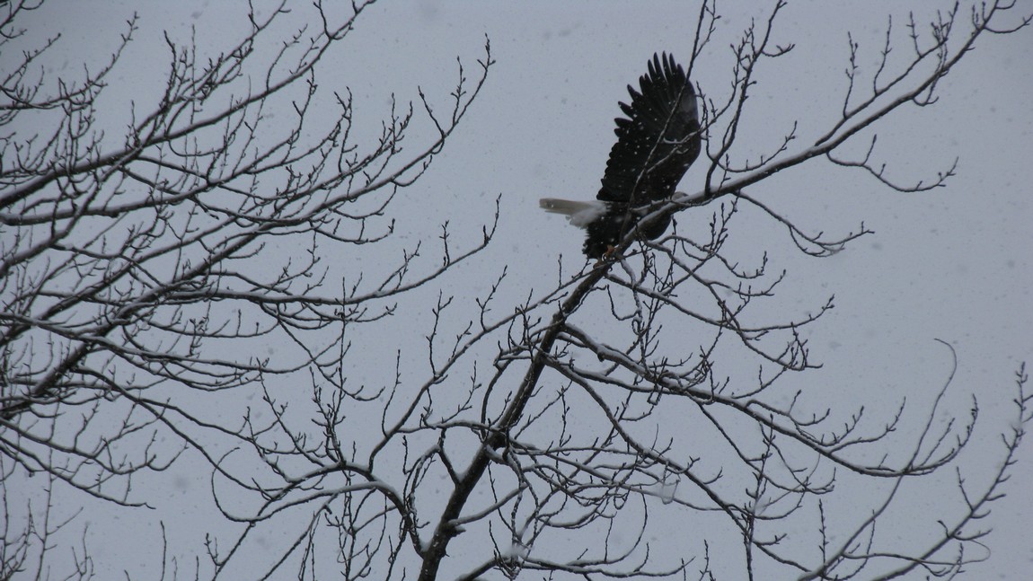 Bald eagle taking off