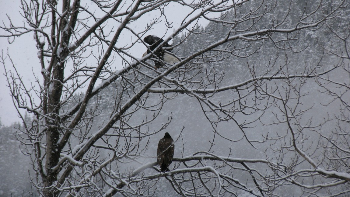 Bald eagles