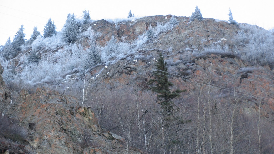 Sheep in the mountains