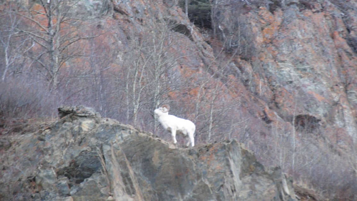 Sheep in the mountains