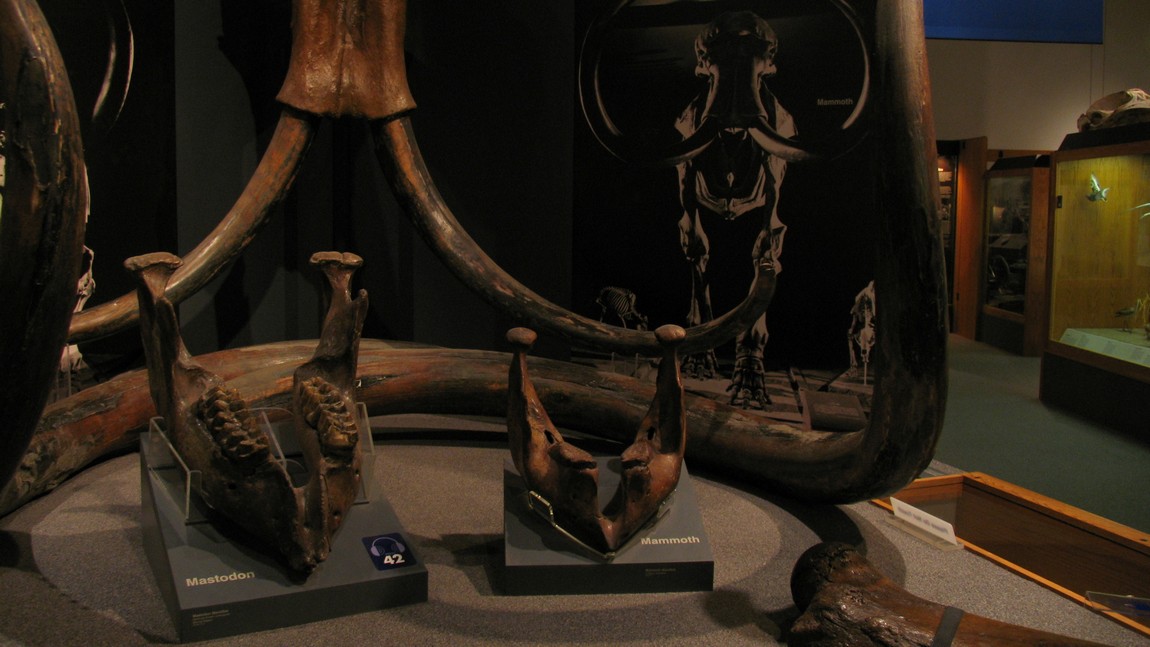 Mastodon and Mammoth jaw bones