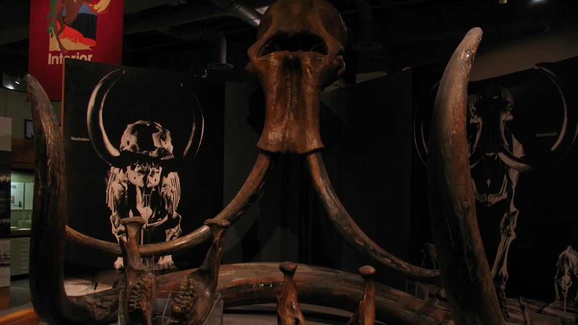 Wooly Mammoth skull