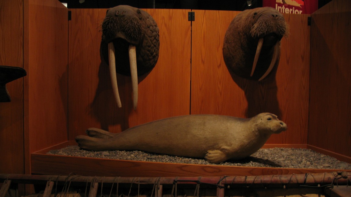 Walrus and seal