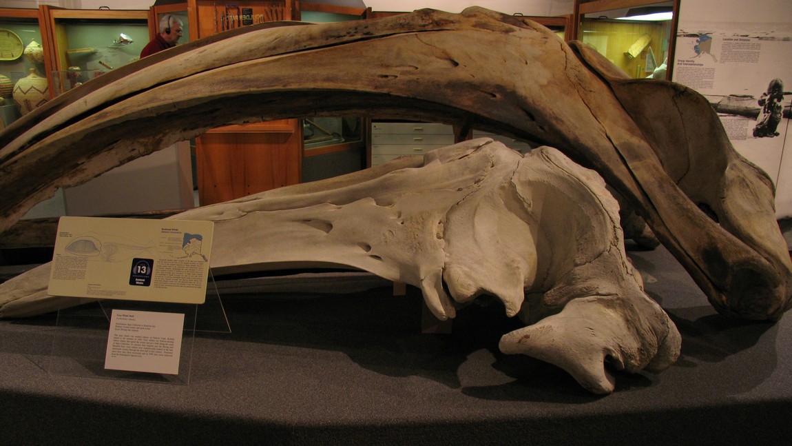 Whale skulls