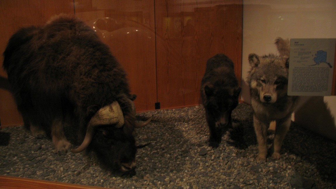 Musk Ox