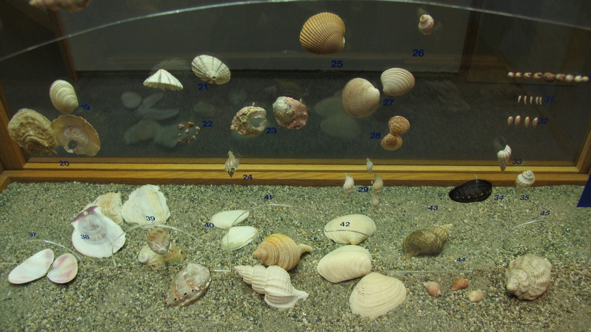 Shell display