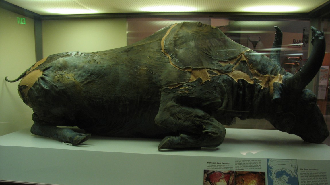 Well preserved ancient bison
