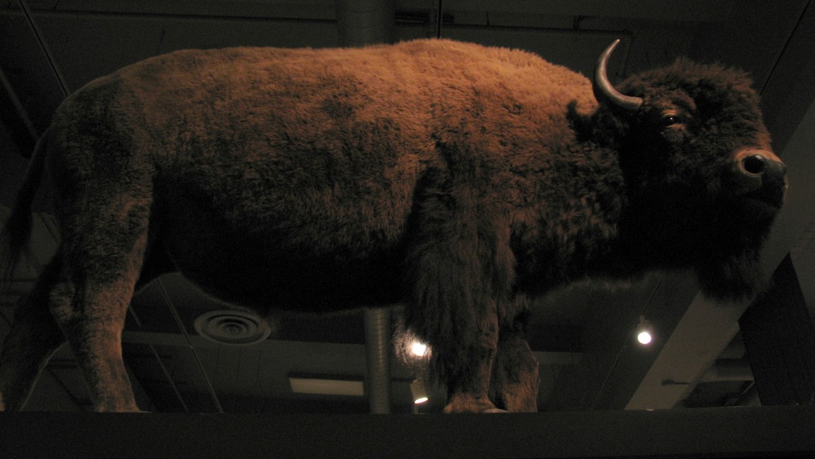 Buffalo