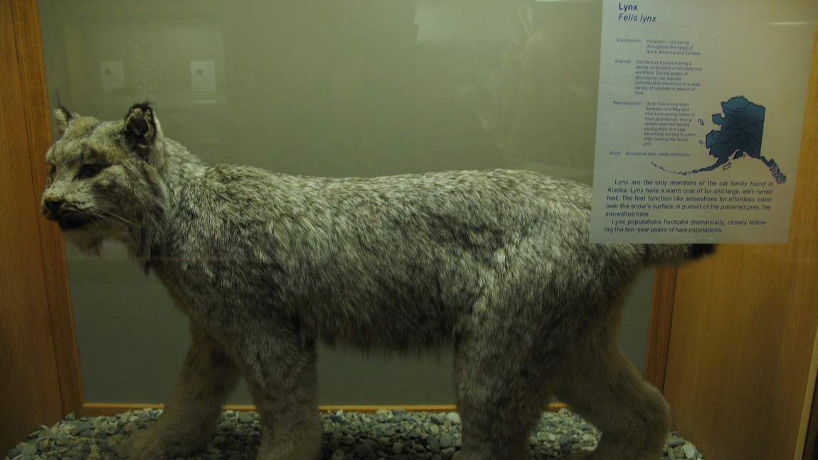 Lynx