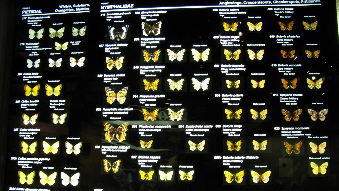 Butterfly display