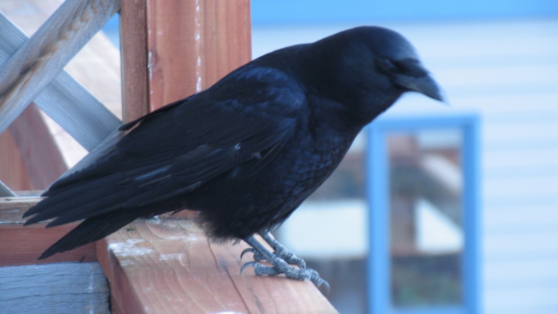 Raven on my deck