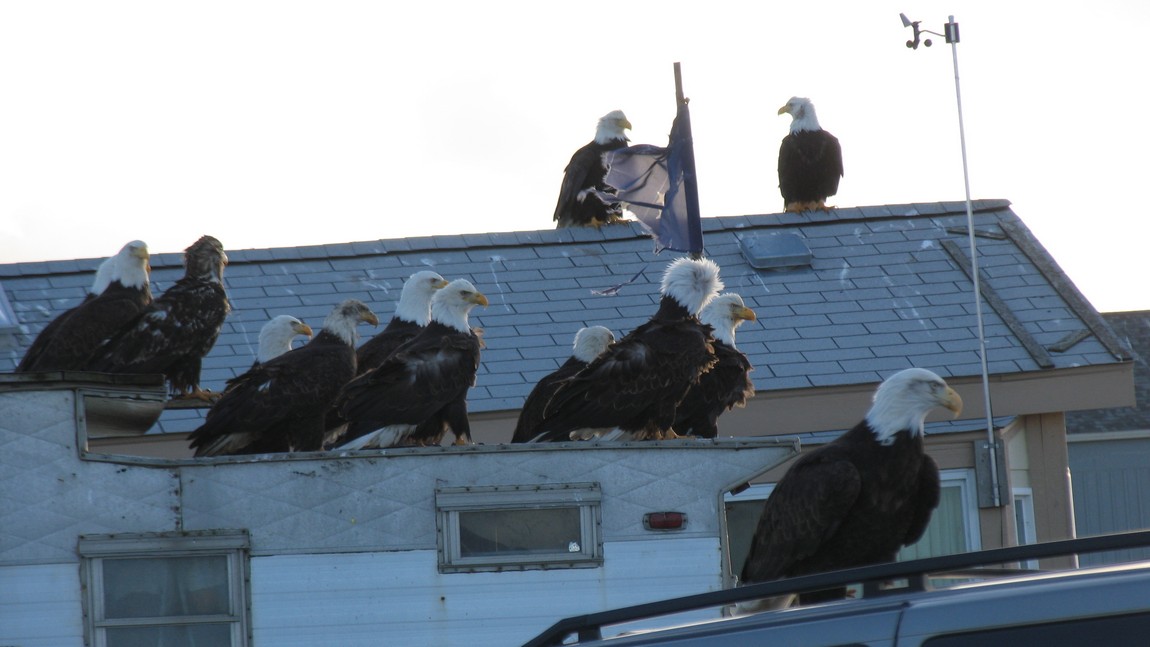Bald Eagles waiting