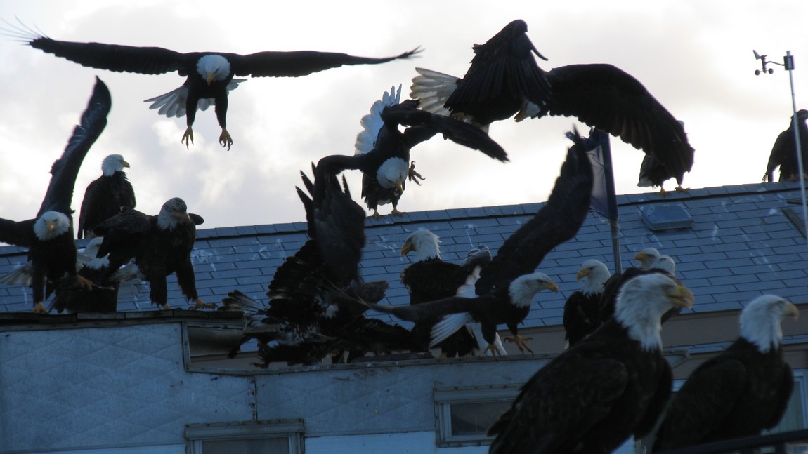 Bald Eagles flying around
