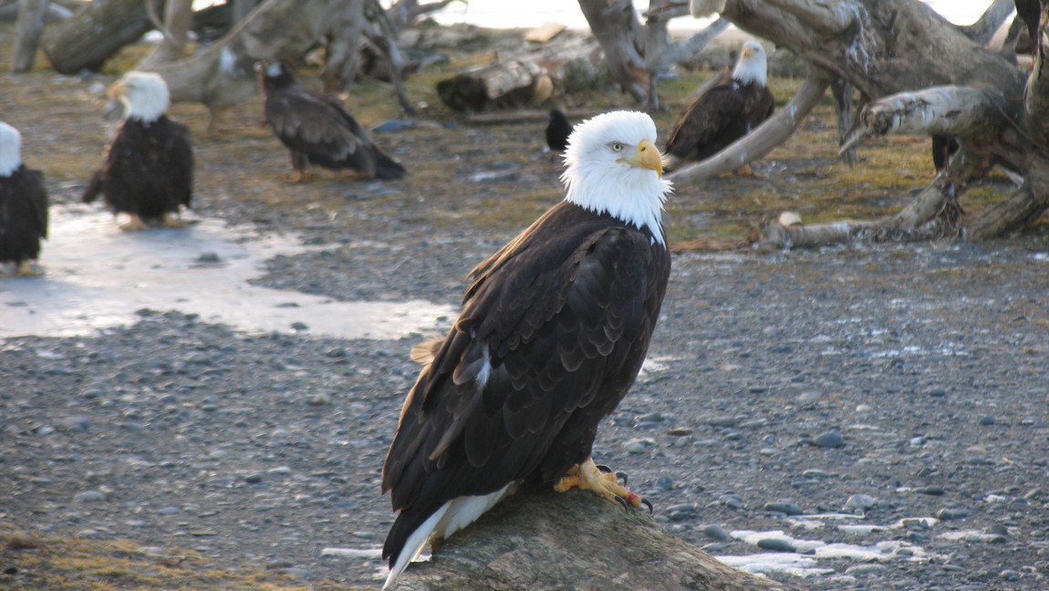 Bald Eagle
