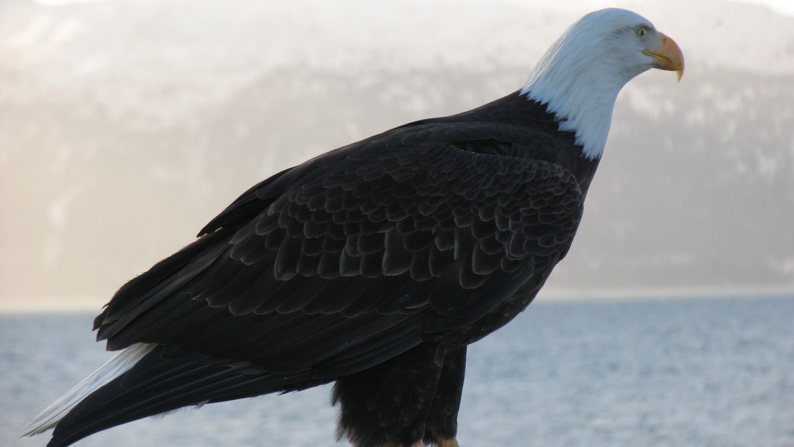 The eagles are fearless