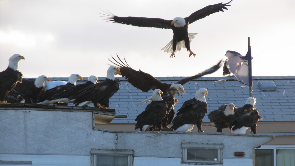 Another eagle flying