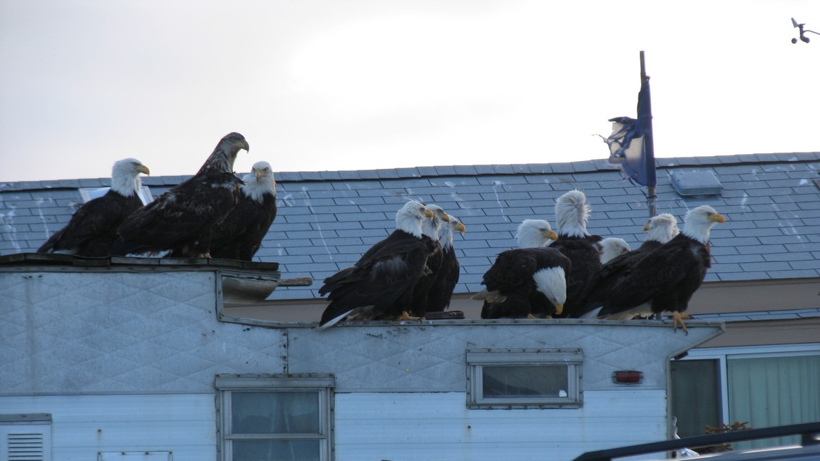 Eagles waiting for their turn
