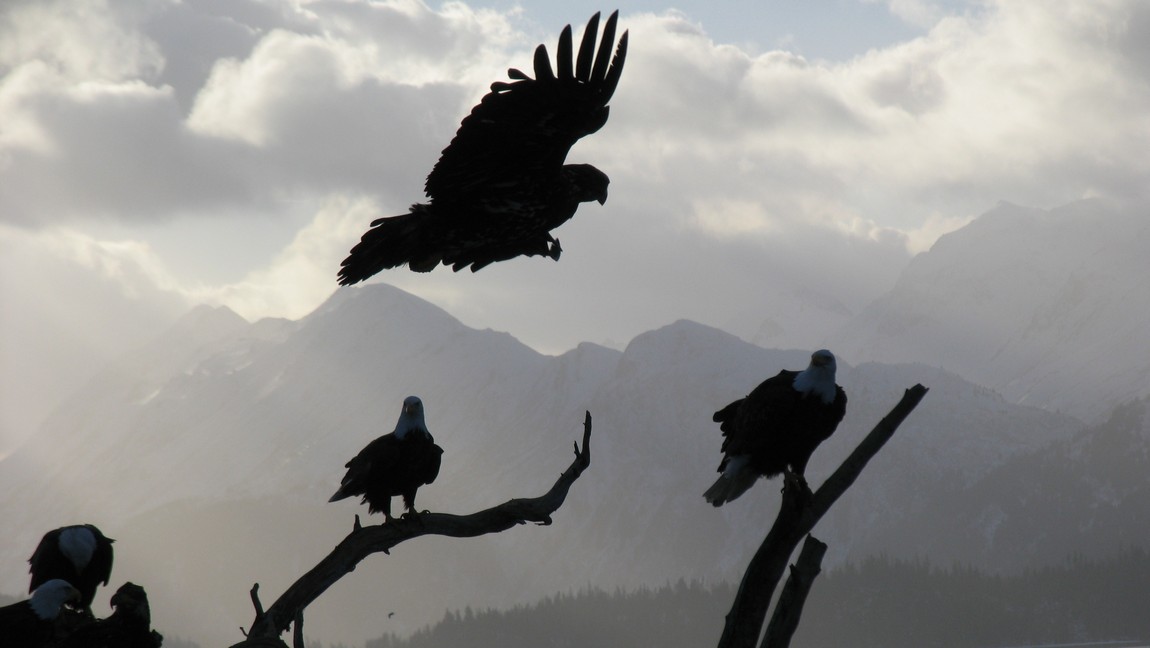 Eagle carrying a snack