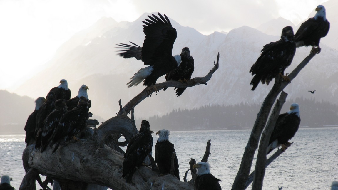 On a log by the feeding area