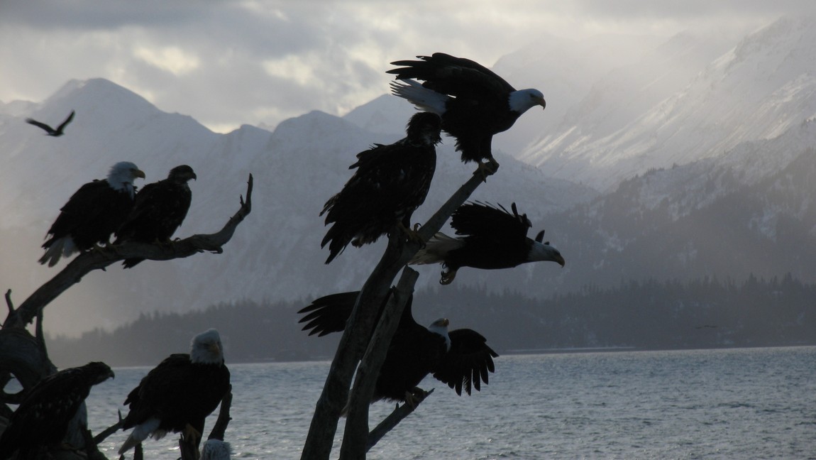 Eagles waiting