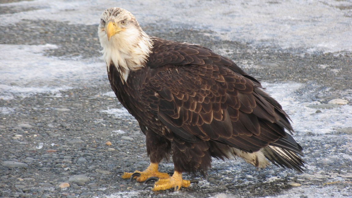 Young eagle standing around