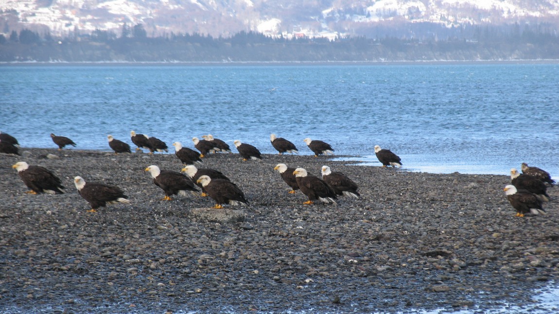 Bald Eagles on a gravel bar
