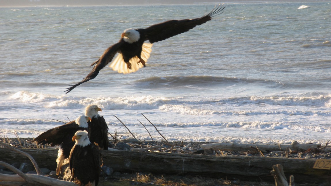 Bald Eagle flying in