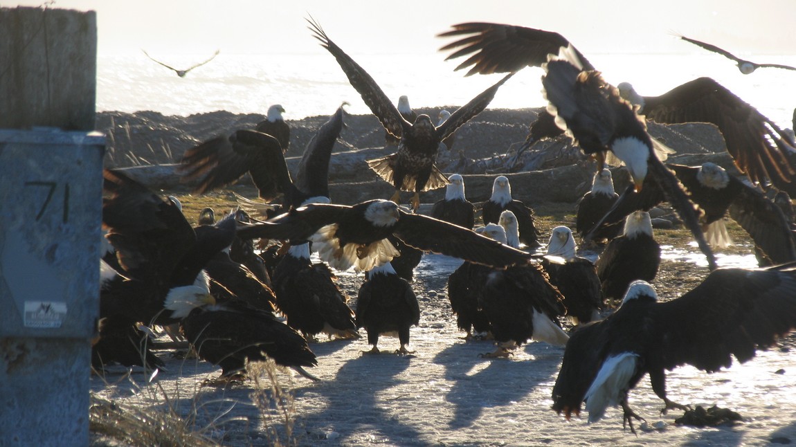 More eagles arriving