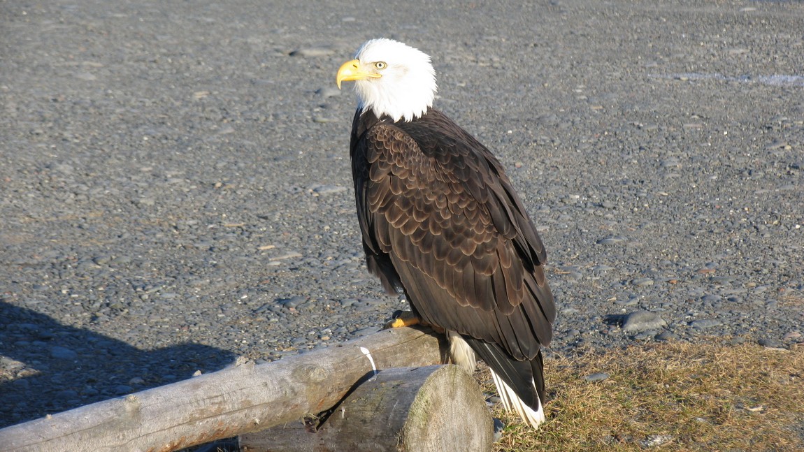 Bald Eagle relaxing