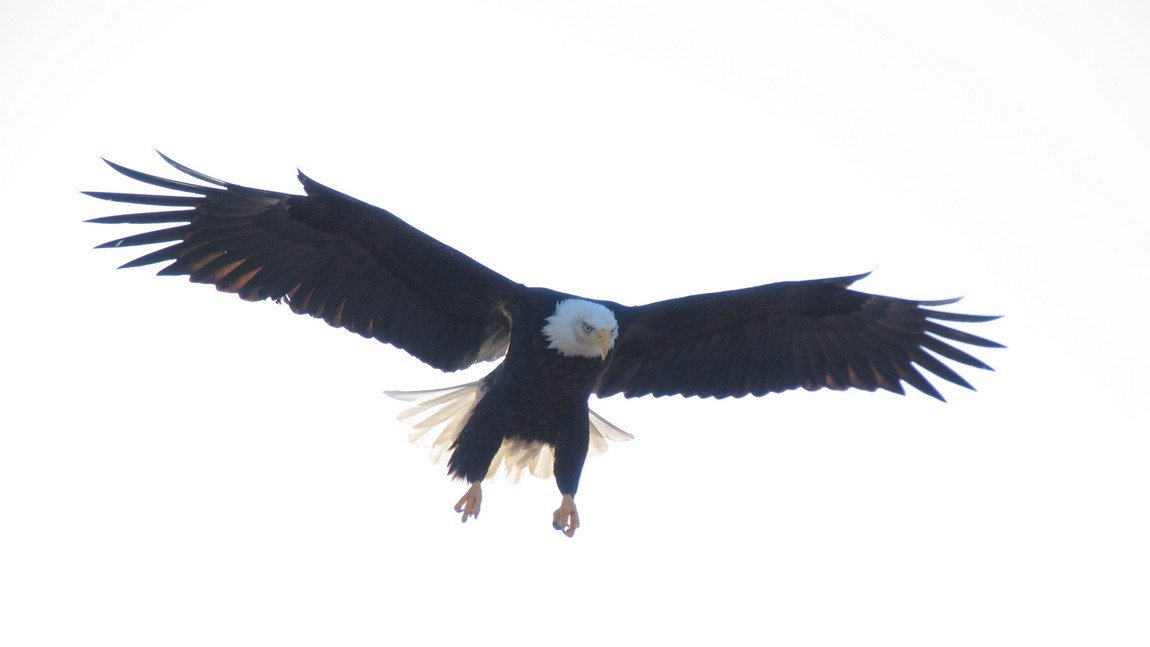 Coming in for a landing