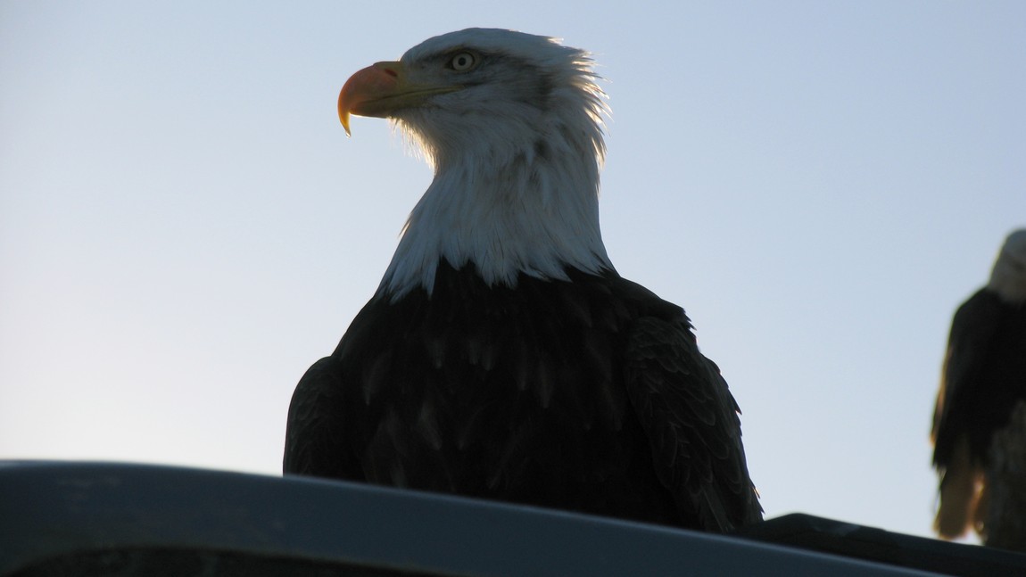 Bald Eagle