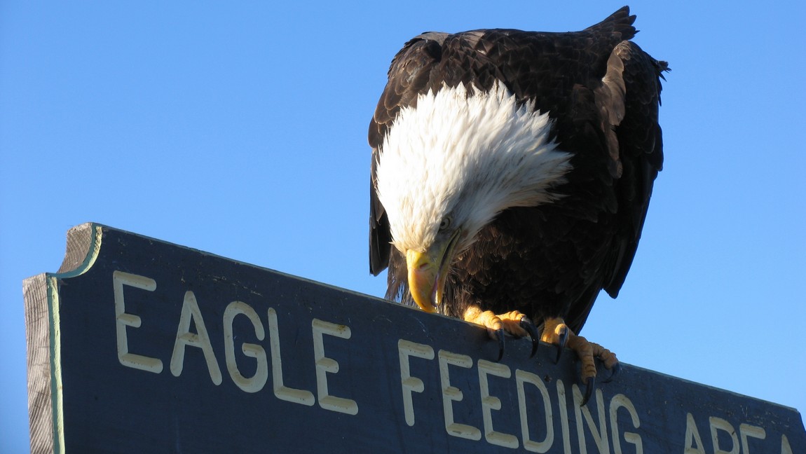 Eagle on the feeding sign