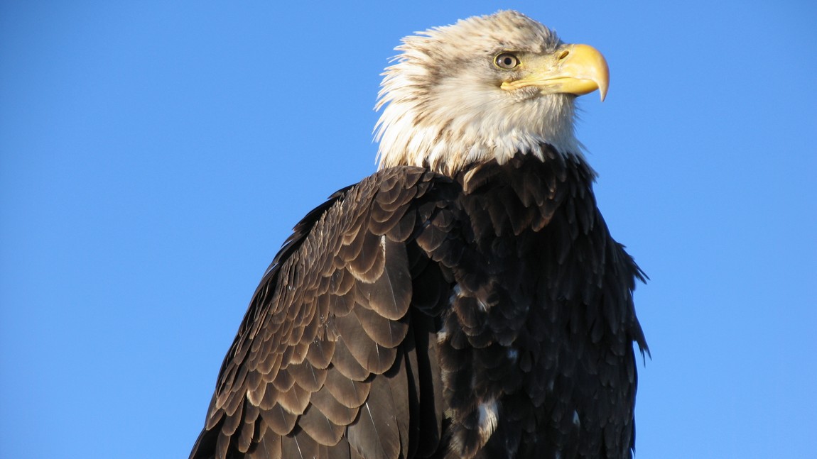 Young Bald Eagle