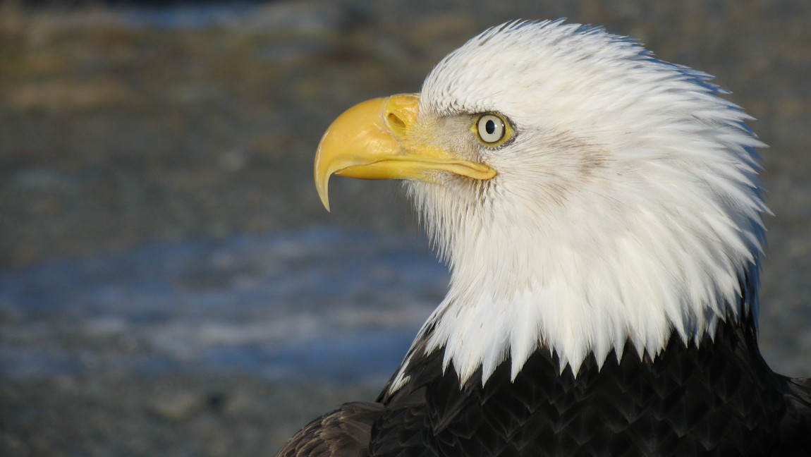 Eagle head