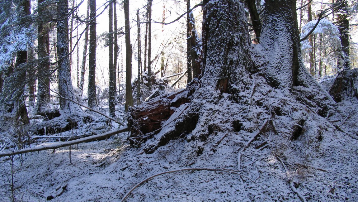 Walking near the Indian River