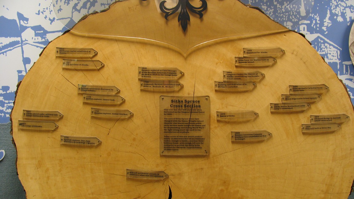 500 Year old Sitka Spruce