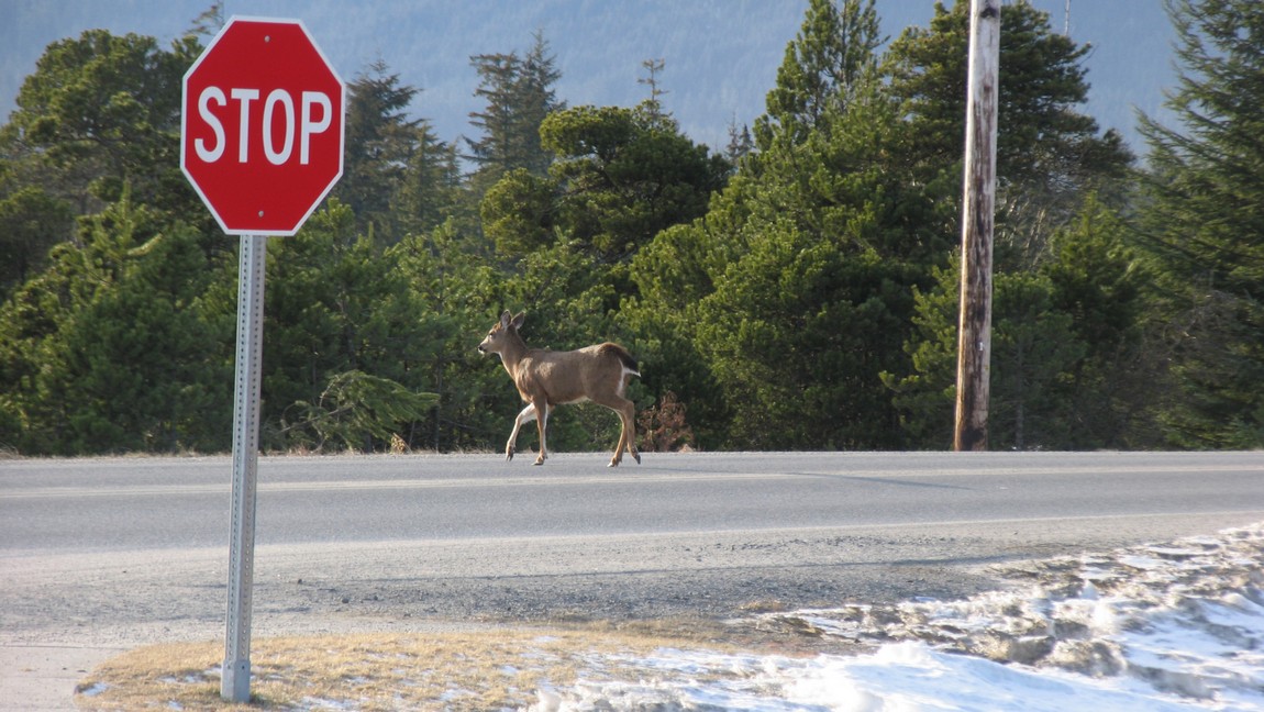 Deer crossing the road