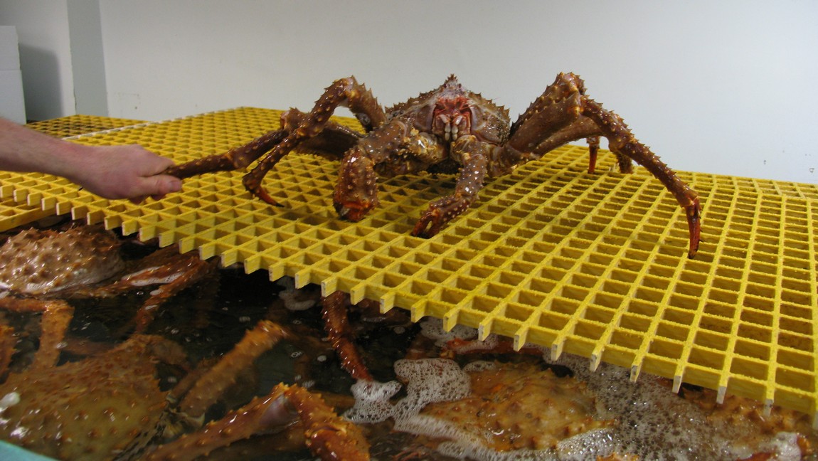 King crab