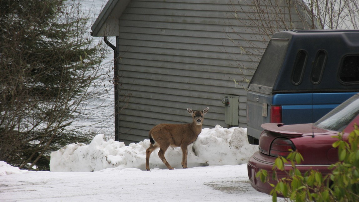 Deer in somebody's yard