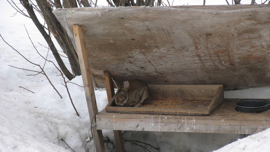 Rabbit in his shelter