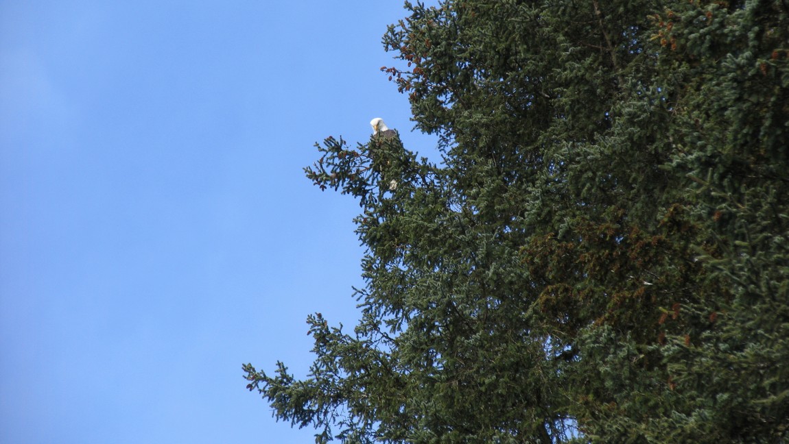 Bald Eagle