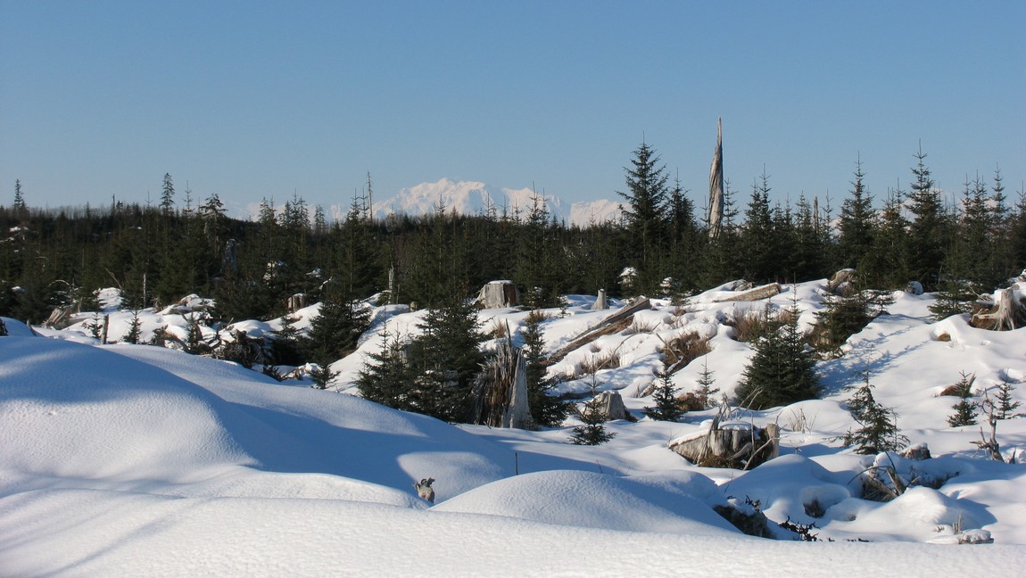 Recently logged area