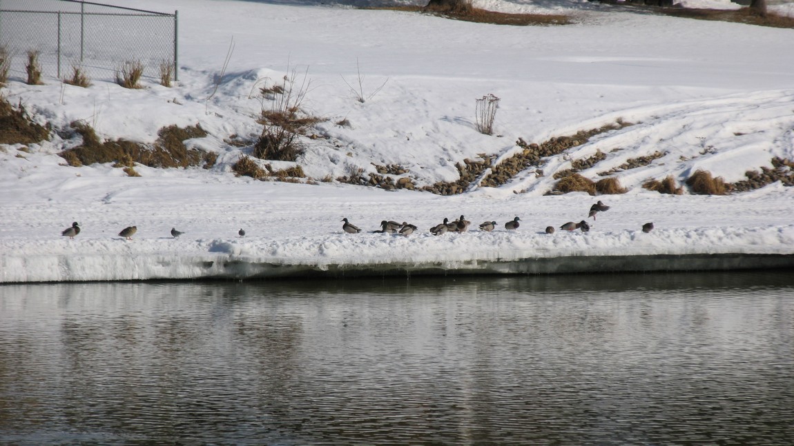 Ducks with cold feet