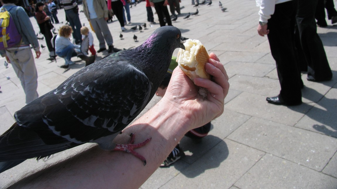 Feeding the pigeons